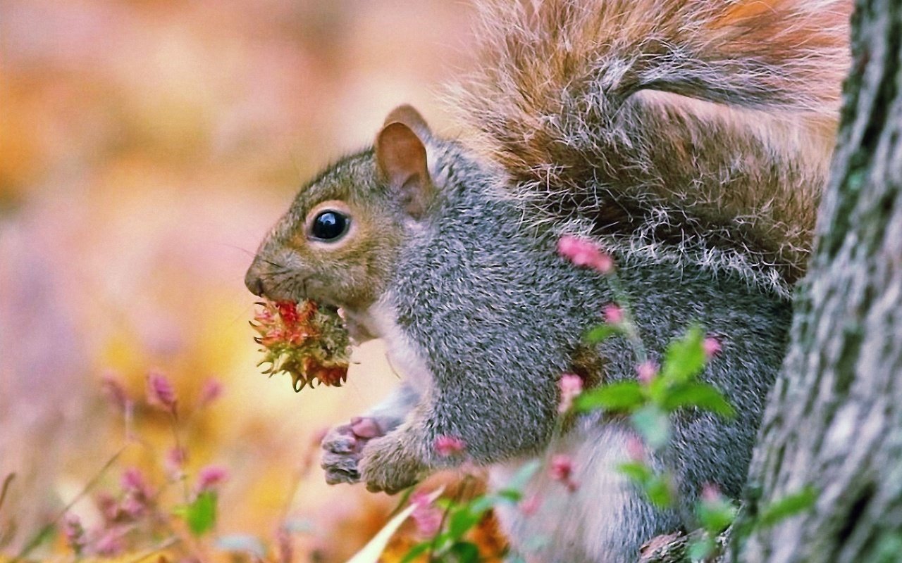 Funny Squirrel Animals Wallpaper Wallpapers Gallery