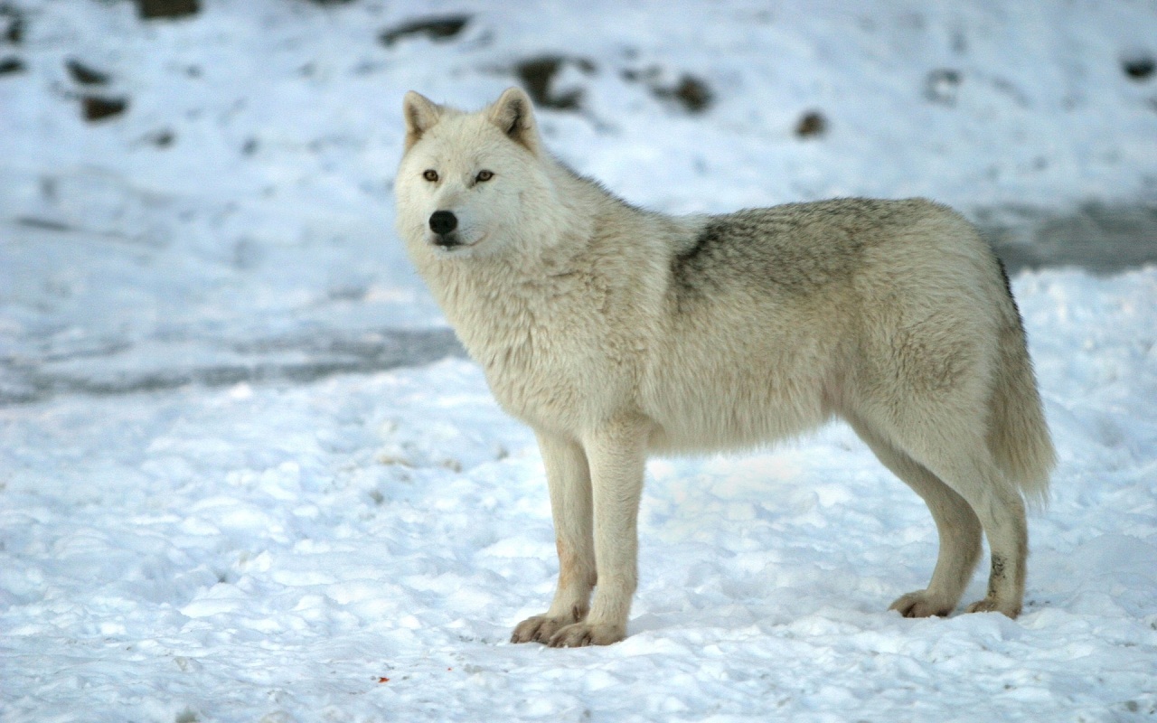 Alpha Coders Animal Wolf