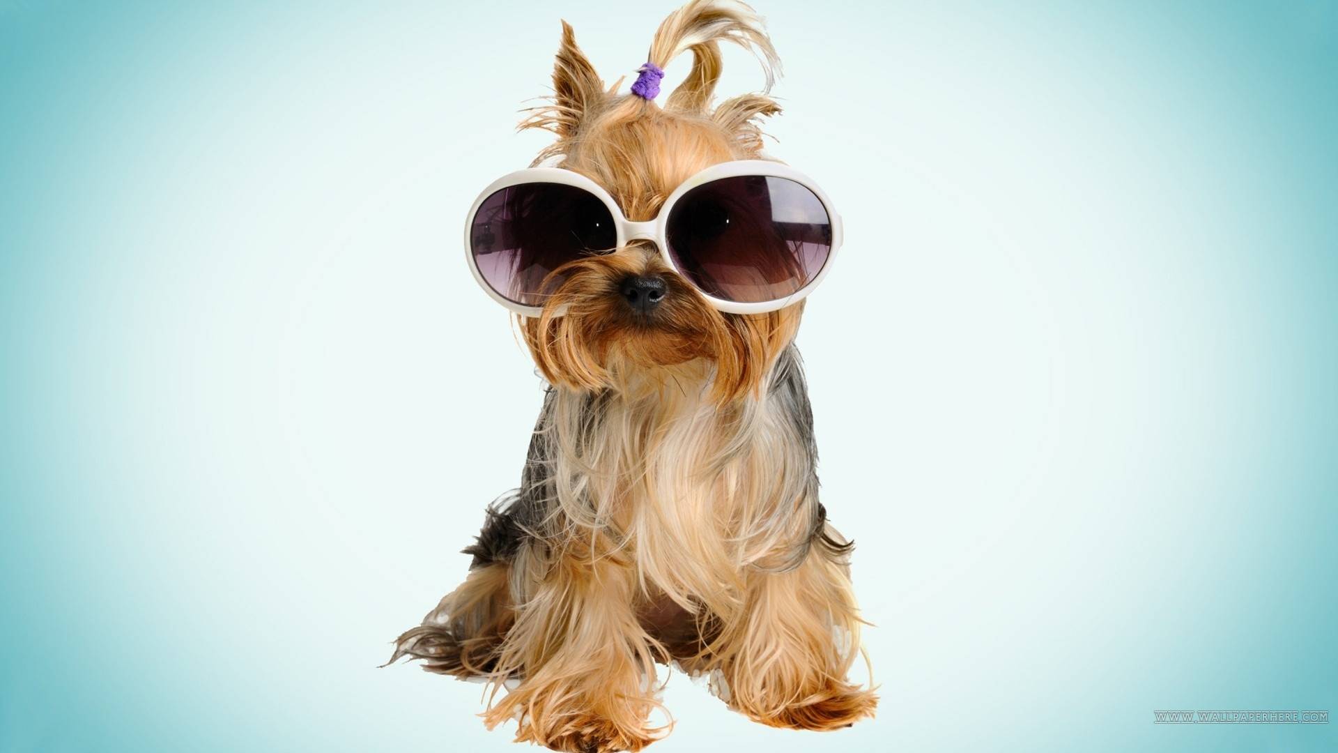 cool dog Dogs Wallpaper