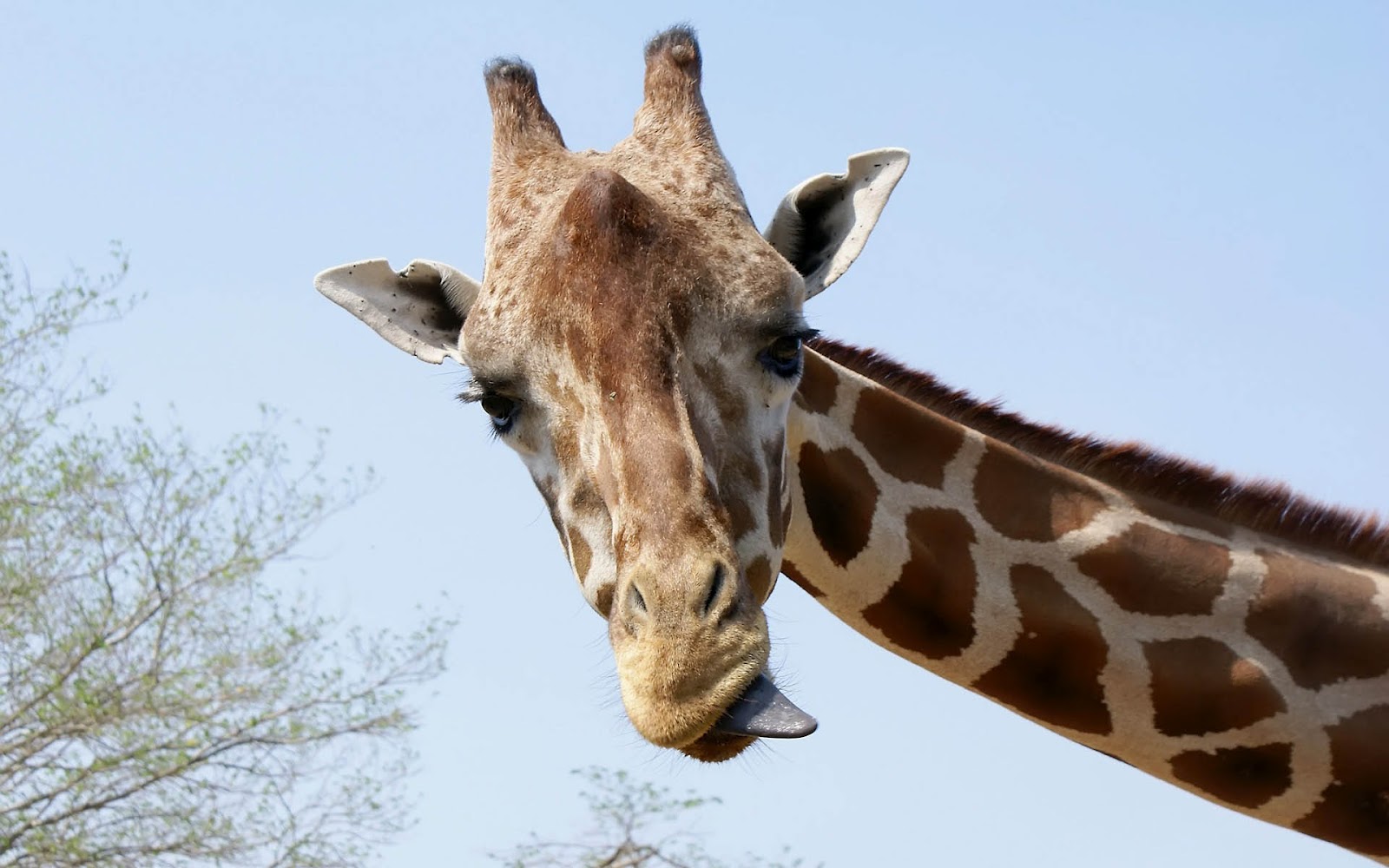 HD Animal Wallpaper With A Portrait Picture Of Giraffe Giraffes