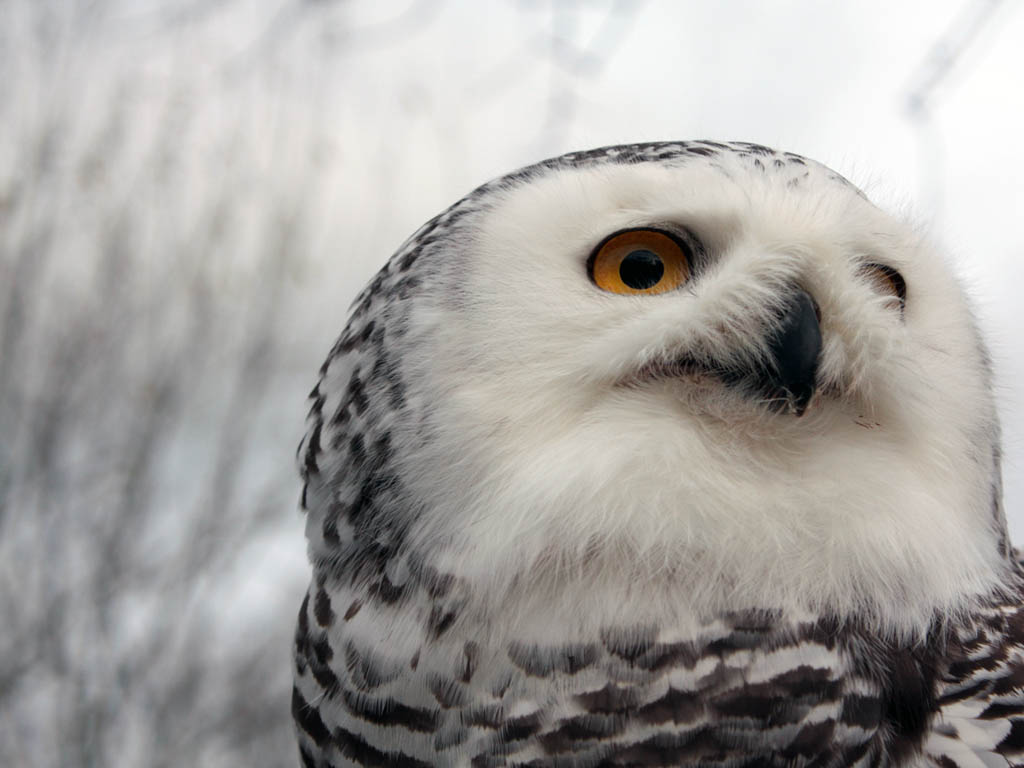  other owl species snowy owls are also known to eat fish and carrion