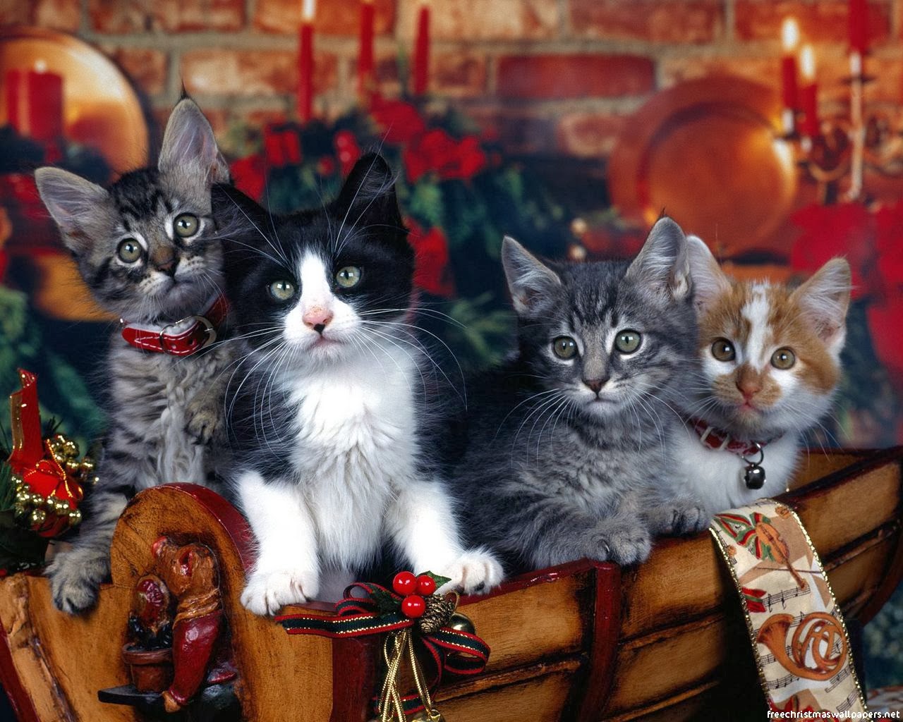 Christmas Gift Wallpaper And Make This Cat