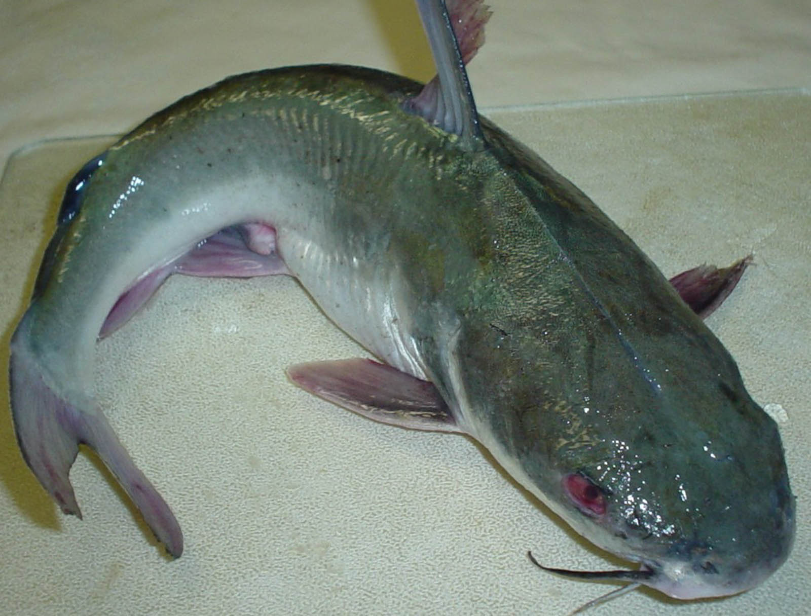 Catfish Pictures Cool Photos High Quality Wallpaper