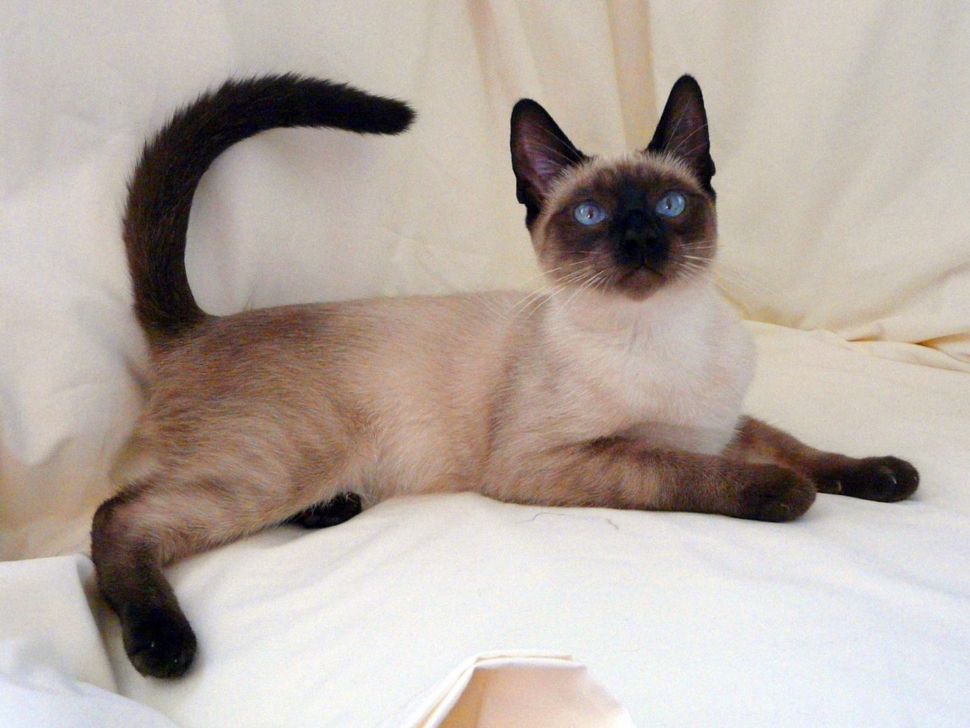 Beautiful Siamese Cat HD Wallpaper
