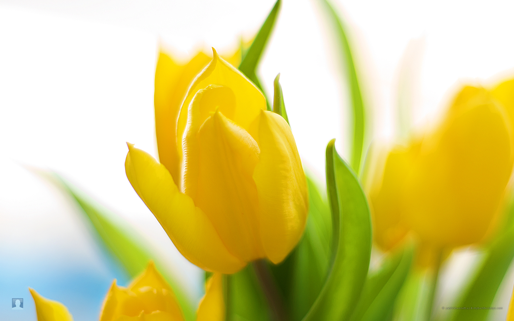 From Spring Flower Desktop Wallpaper