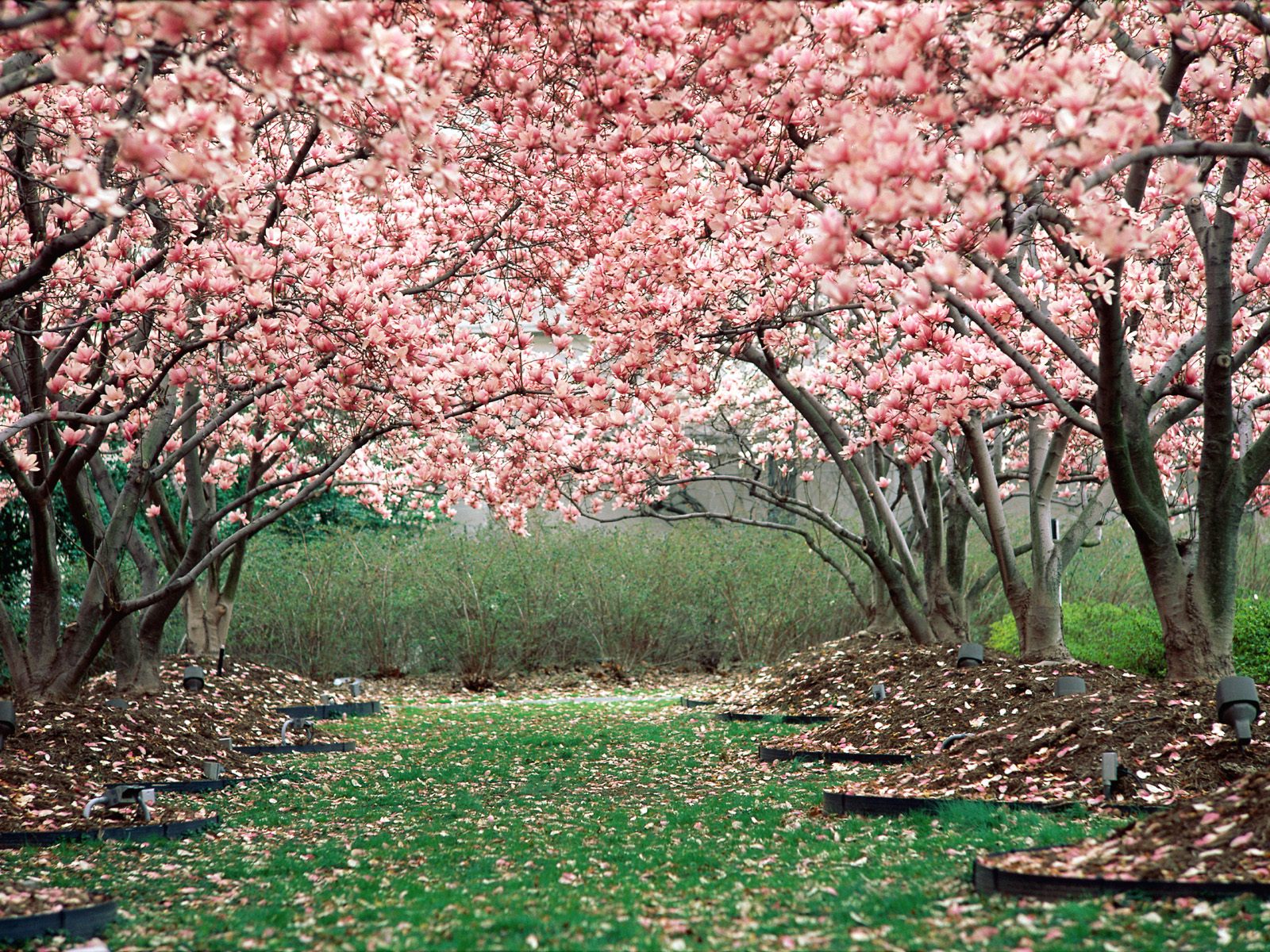 Spring Wallpaper Desktop Background Trees And Flowers