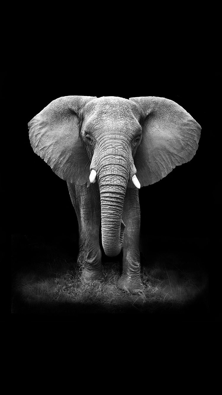 Tap And Get App An Elephant On A Black Background
