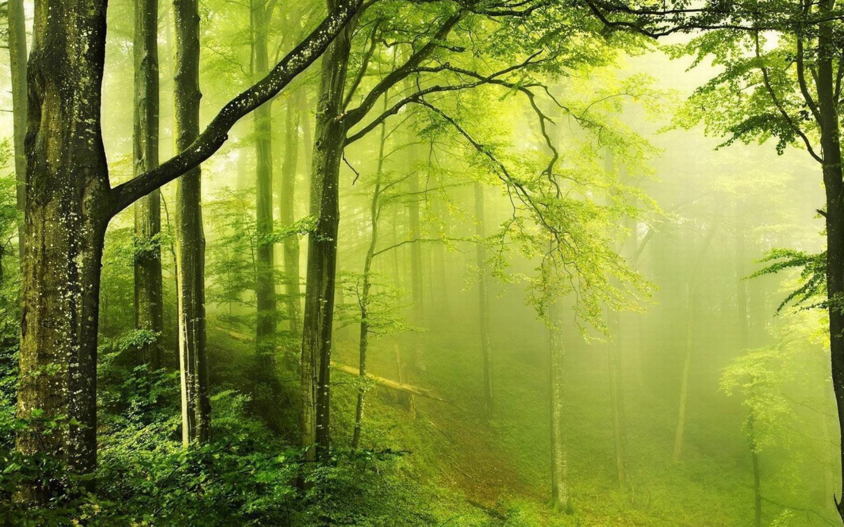 High Resolution Wallpaper With Beautiful Green Forest In Morning