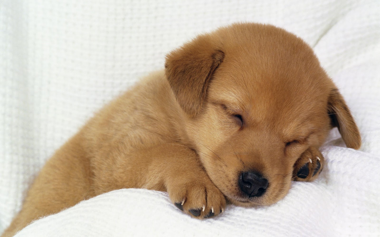 A tiny, light brown puppy sleeps soundly on a soft, white blanket. Its eyes are closed, and its paws are tucked beneath its chin. The puppy's fur is smooth and glossy, and it appears peaceful and content