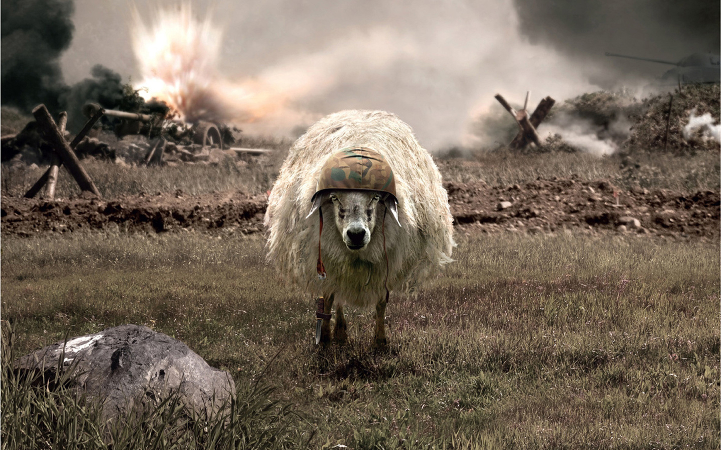 Sheep On War Funny HD Wallpaper