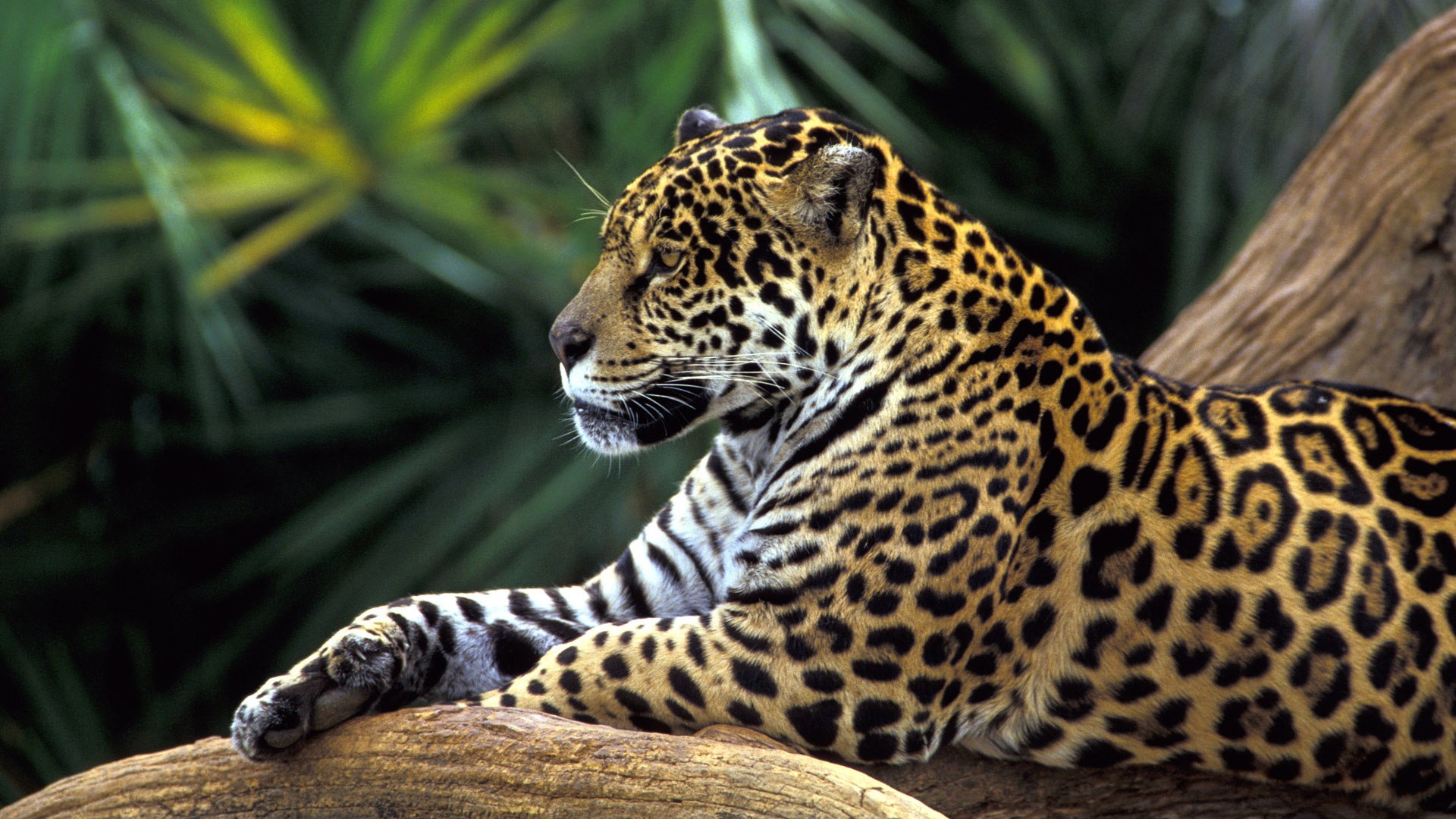 Jaguar In Amazon Rainforest All For