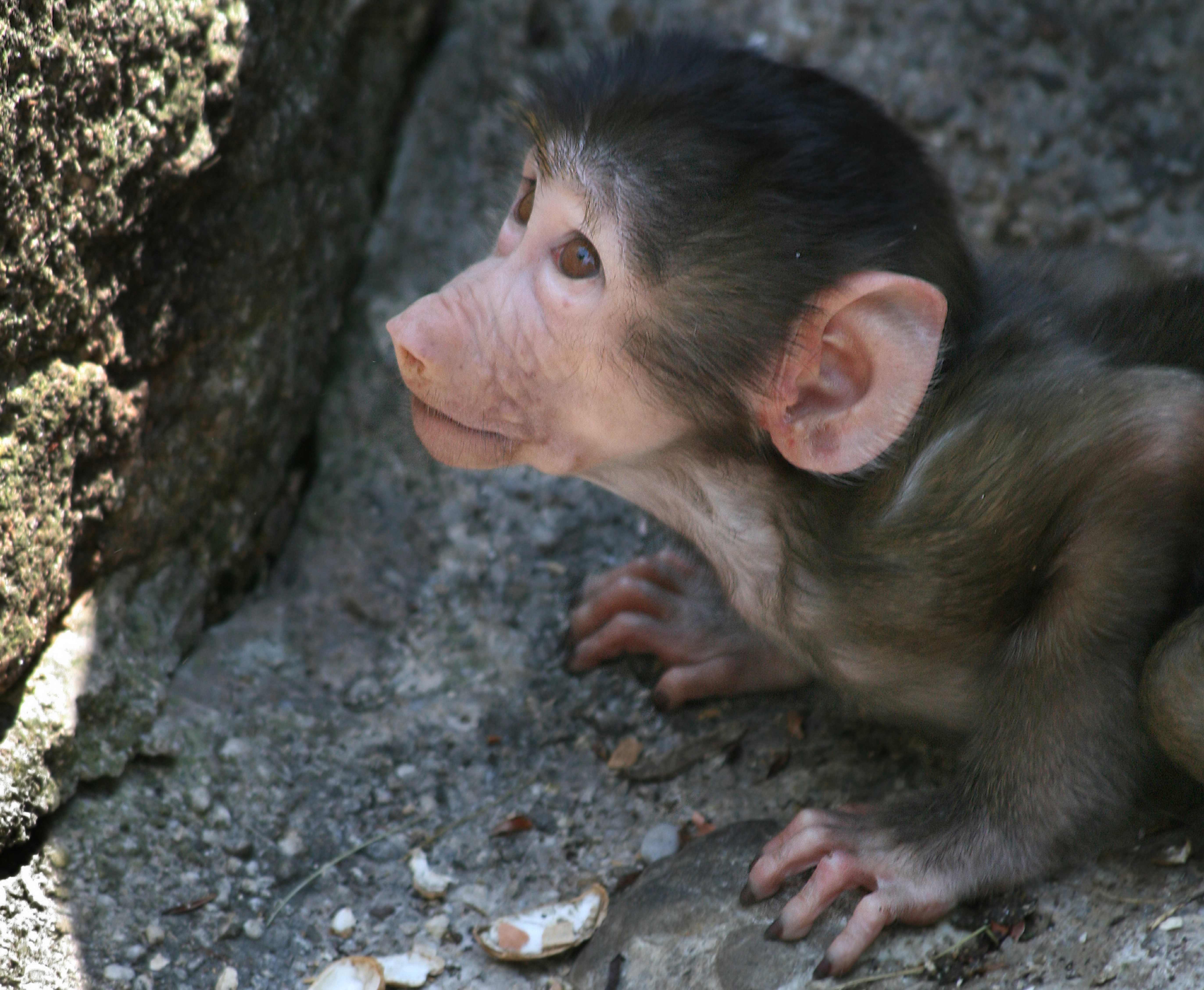 Baby Baboon Exploring its Surroundings