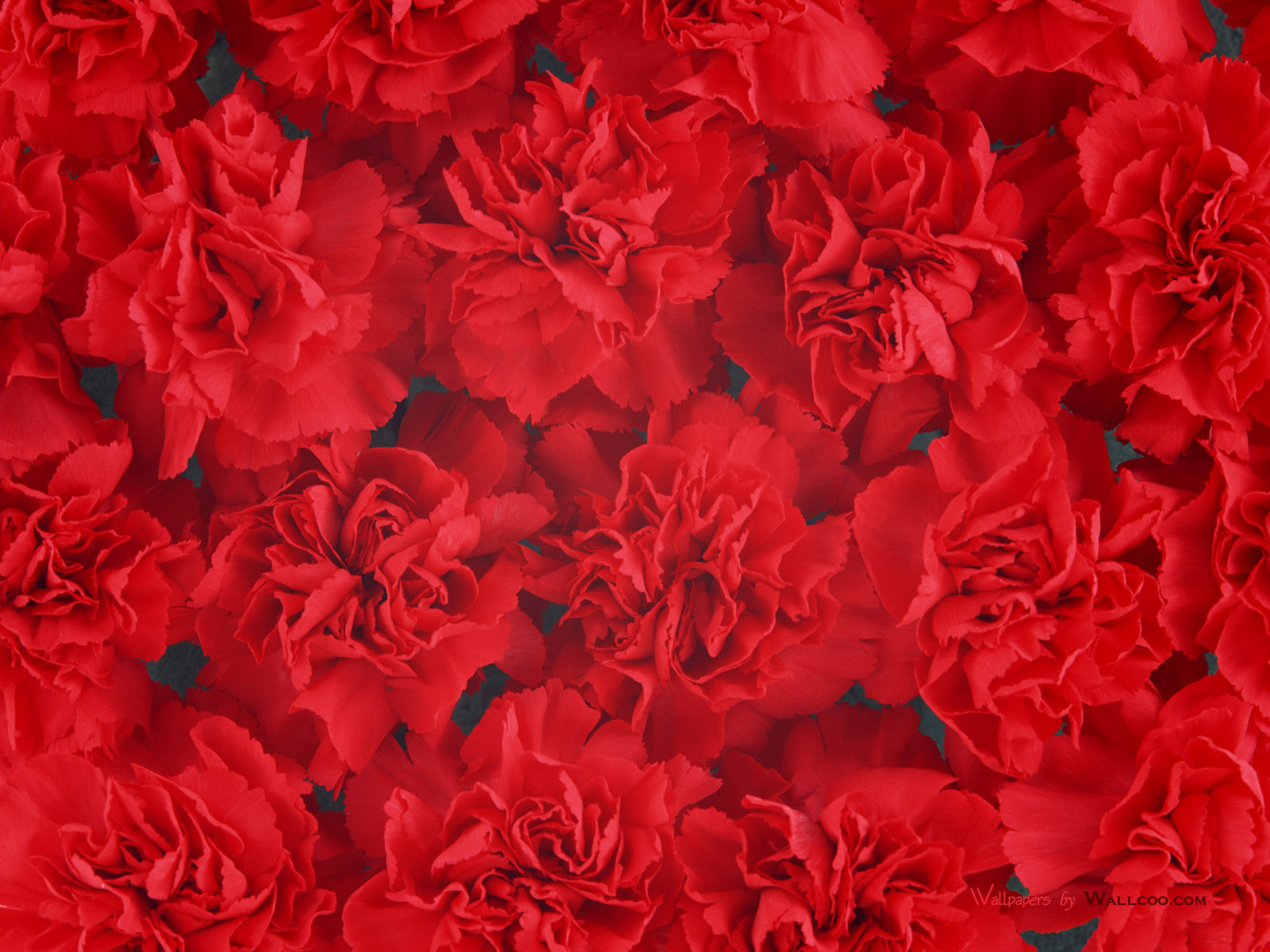 Red Flowers Background Wallpaper