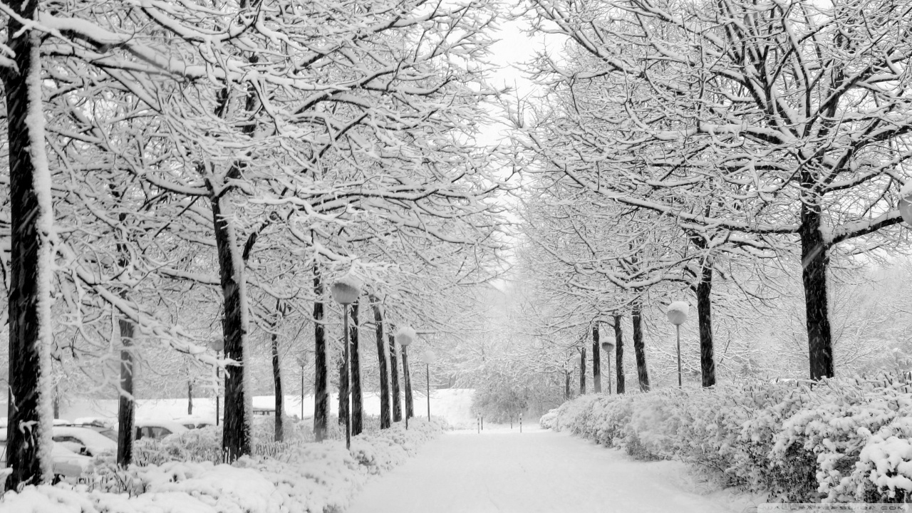 Beautiful Winter Forest Park Scene HD Wallpaper Search More