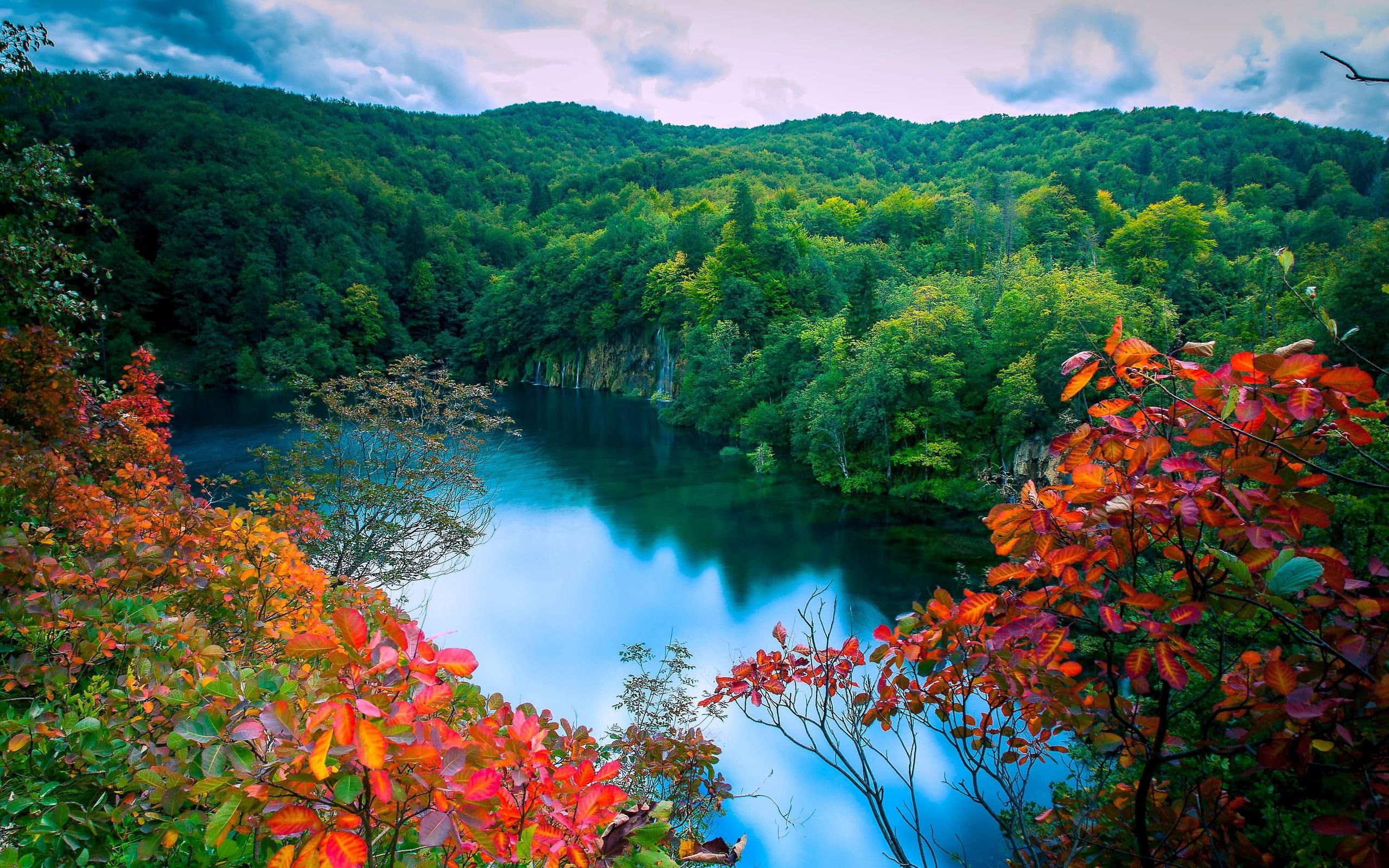 Forest Lake Wallpaper