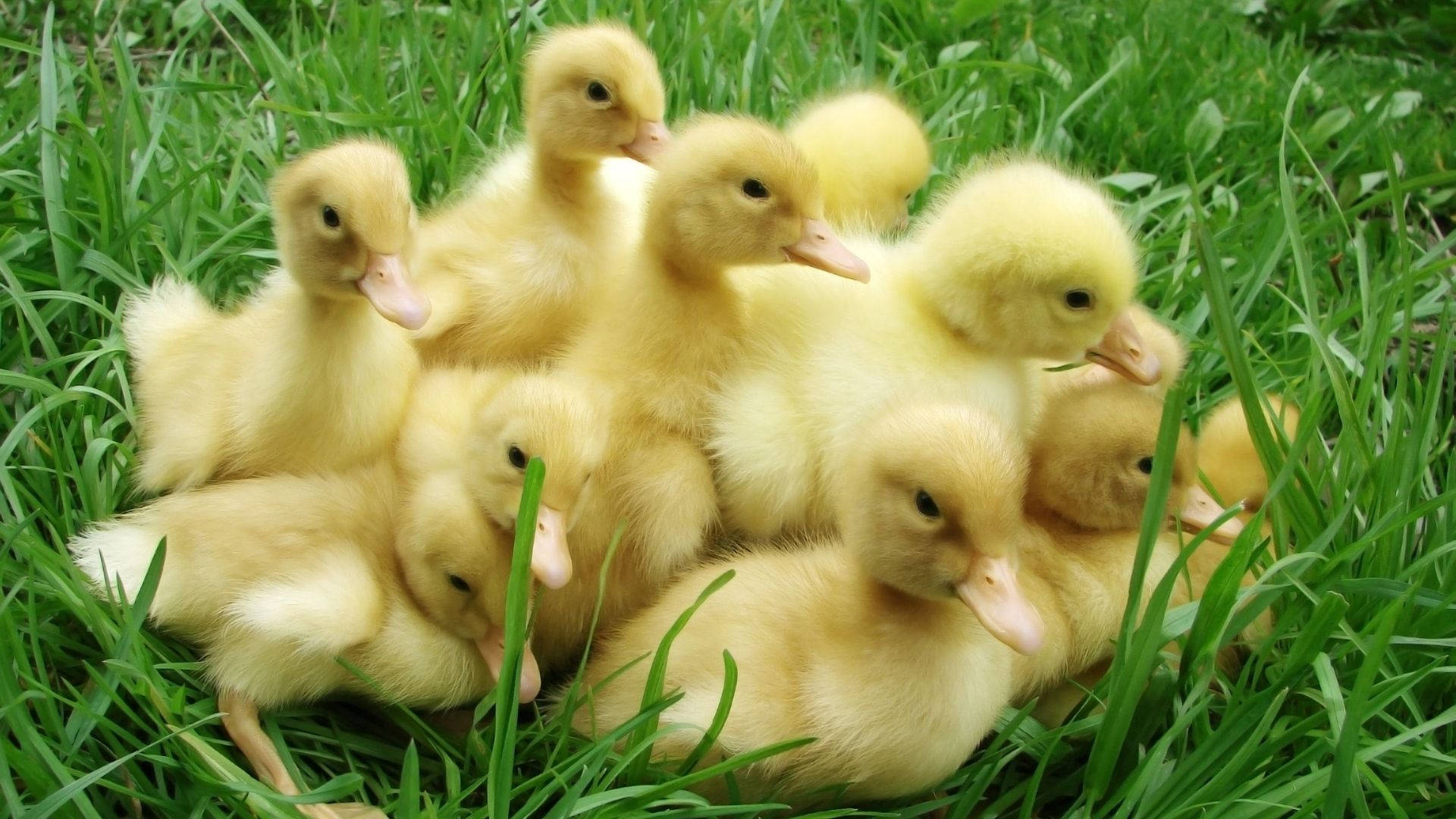 Top Baby Duck Wallpaper Full HD 4k To Use