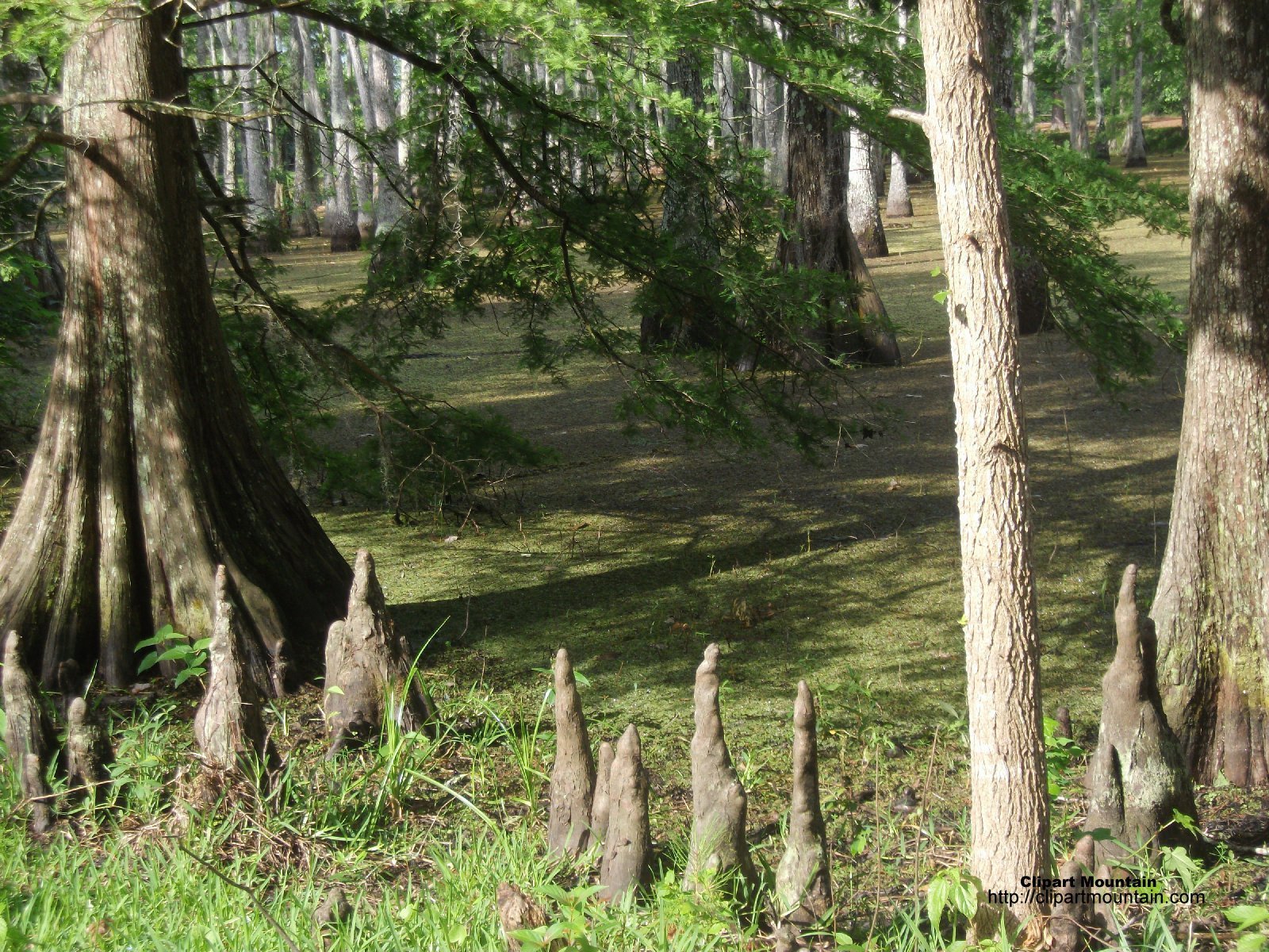 Swamp People Desktop Wallpaper Your laptop and this course