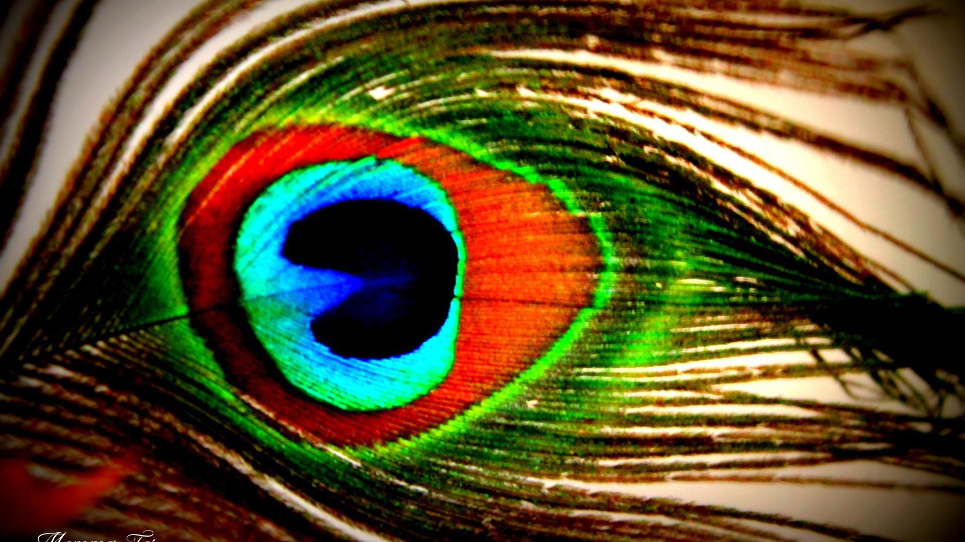 Peacock Feather wallpaper 1920x1080