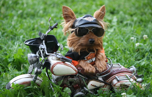 Wallpaper Dog Motorcycle Grass Glasses Humor Yorkshire Terrier T