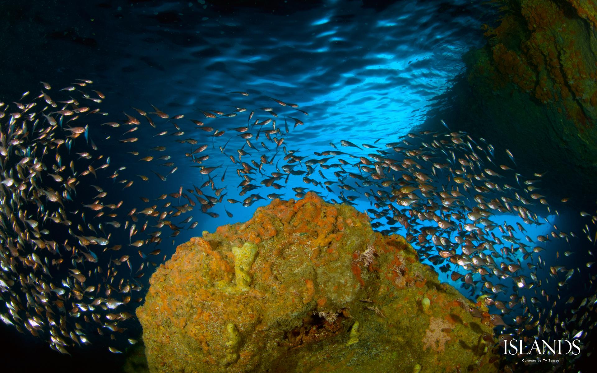Background Curacao Snorkel Puter Snorkeling Diving Wallpaper Scuba
