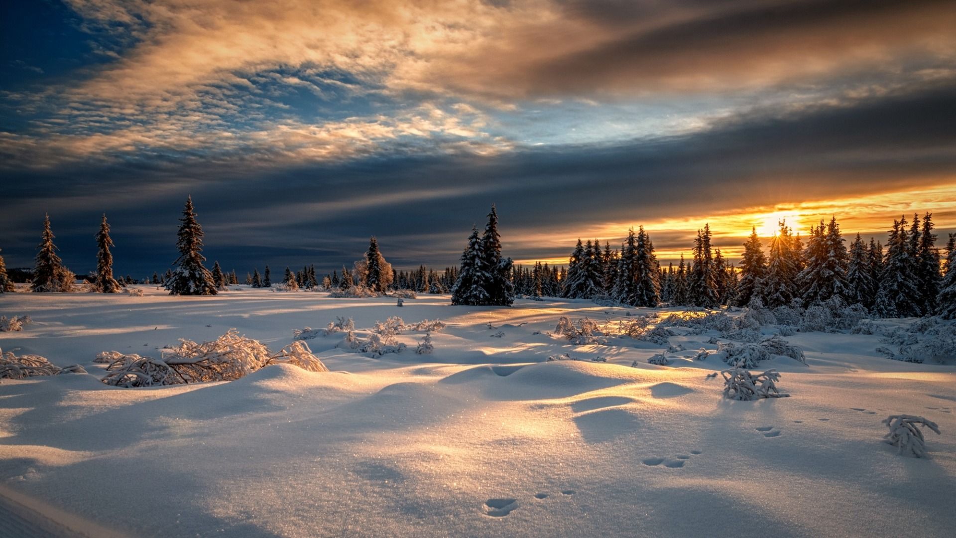 Wallpaper Winter Forest Snow Sunset Norway