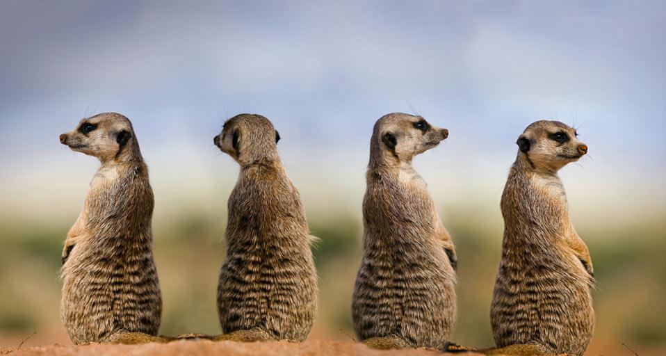 Meerkats Lookout In Namibia Gerard Lacz