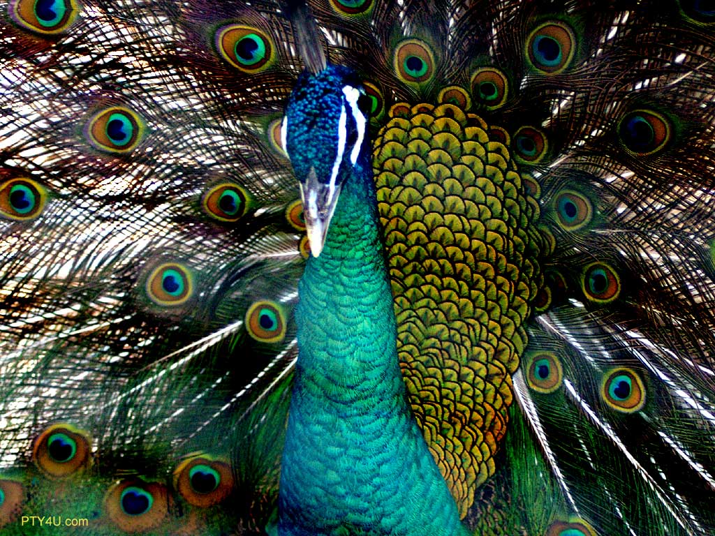 Peacock Wallpaper On White Beautiful Cool