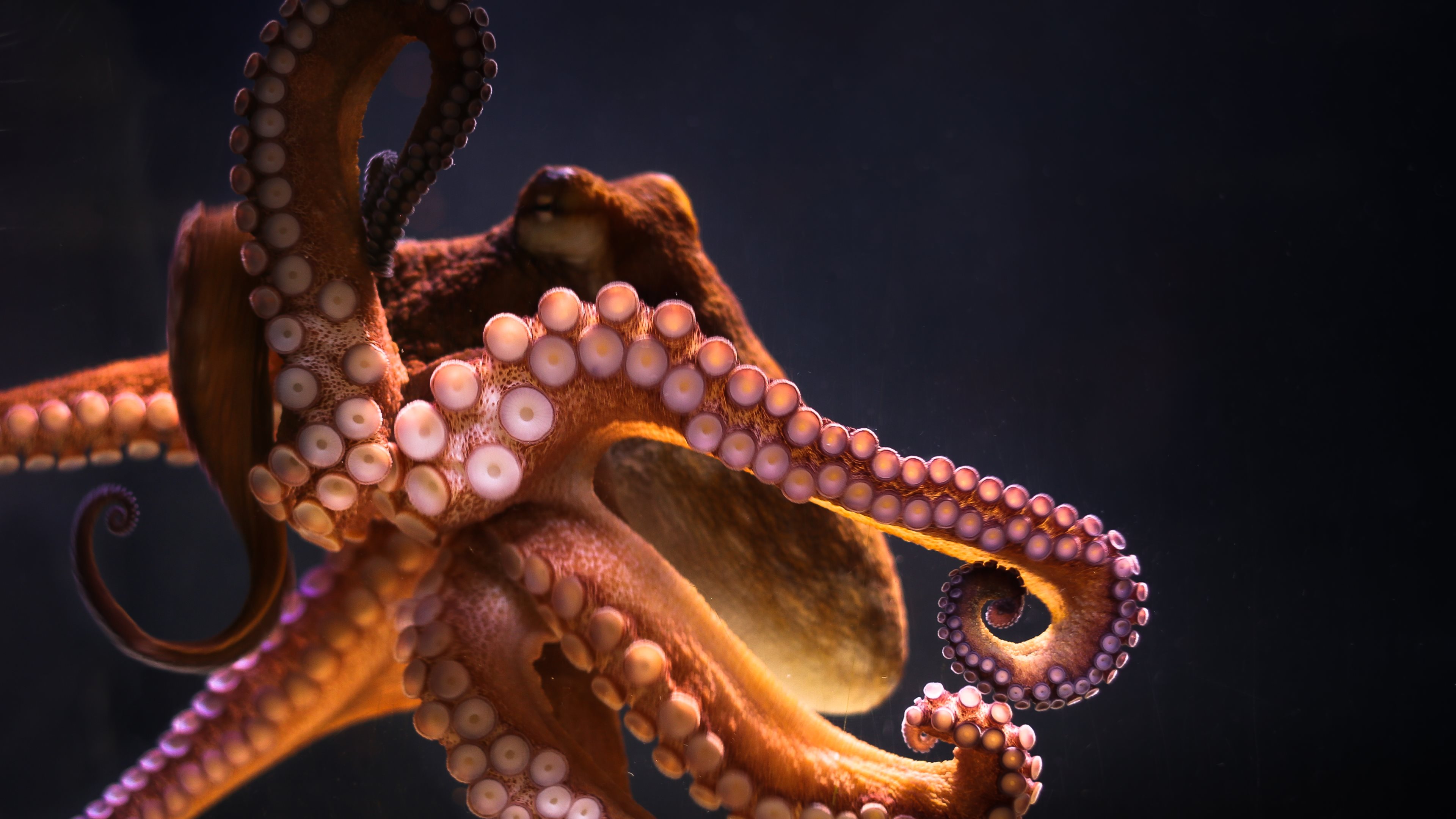Octopus Puter Wallpaper Desktop Background