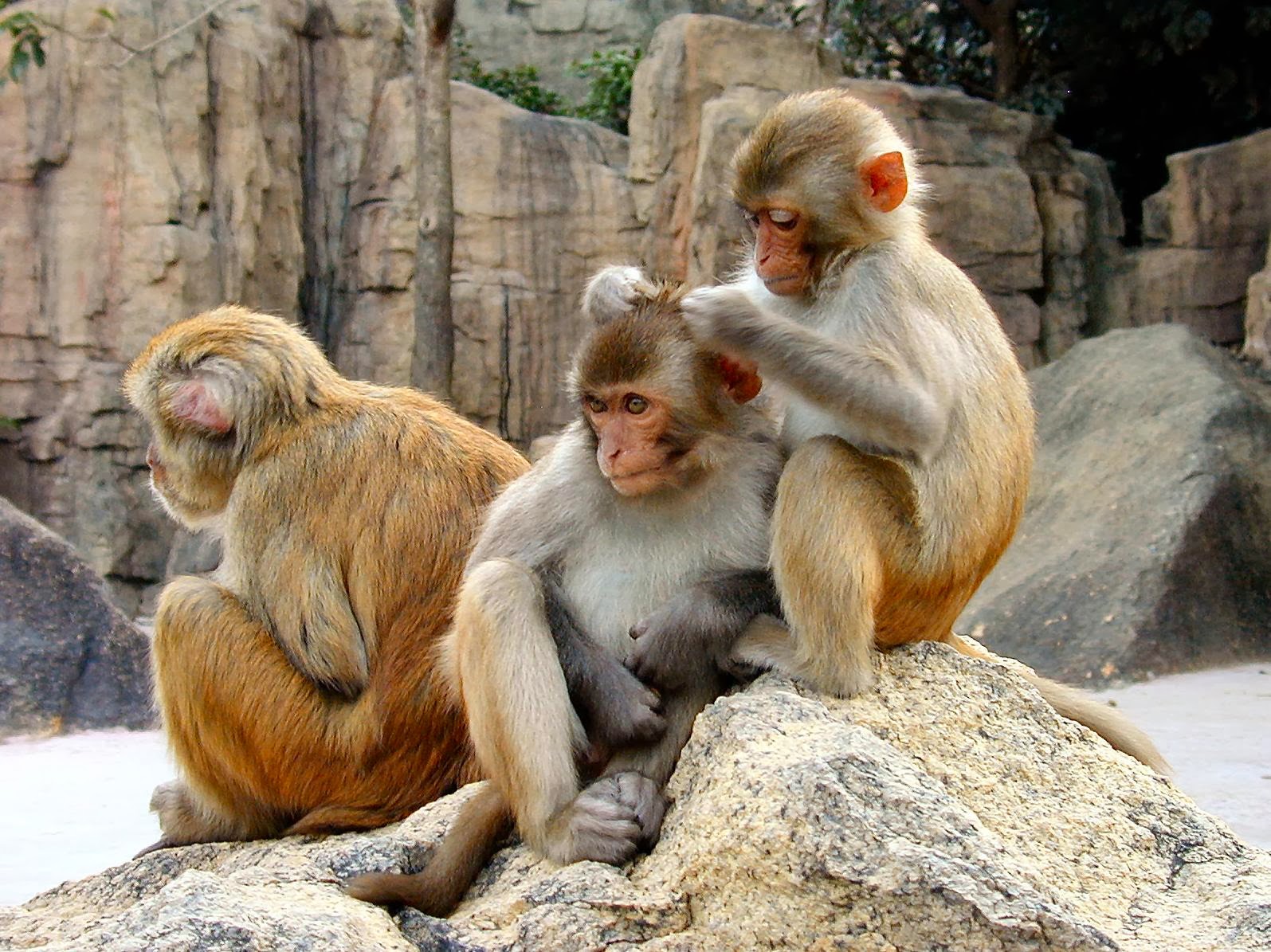 Monkeys Sitting Rock Wallpaper Beautiful Desktop
