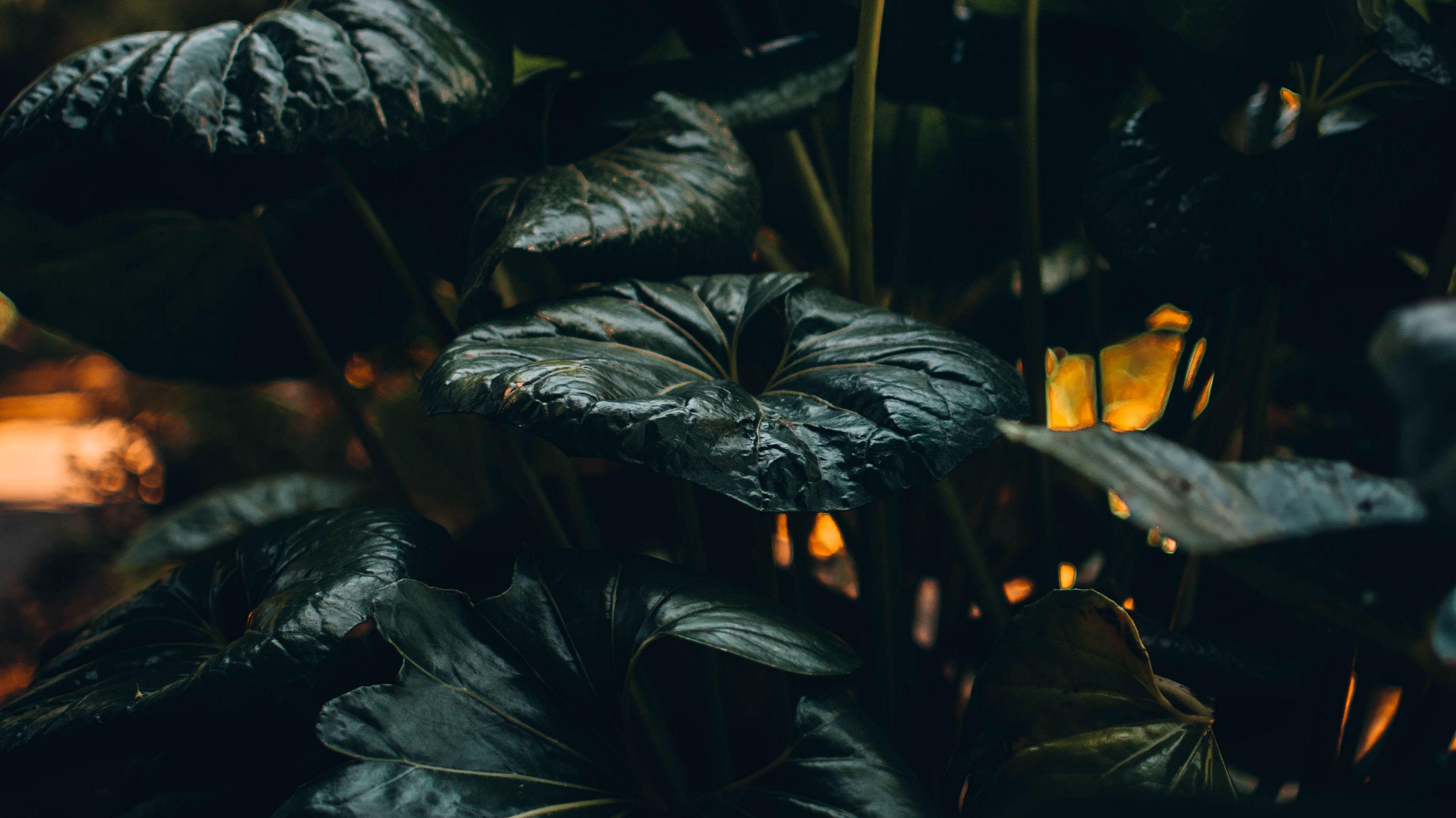 Wallpaper Id Plant Leaves Green Wild Tropical 4k