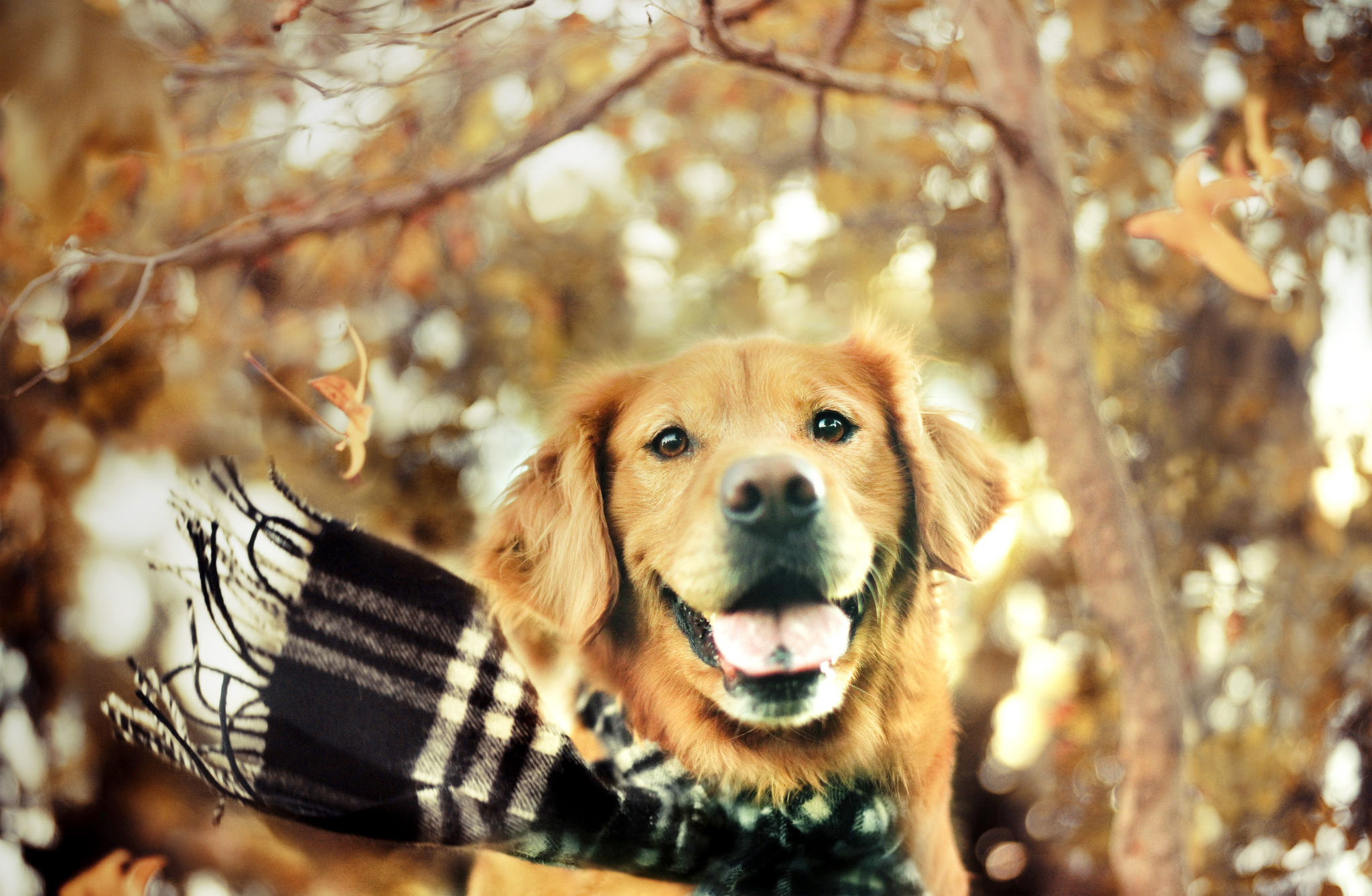 Dog Golden Retriever Wallpaper And Image Pictures