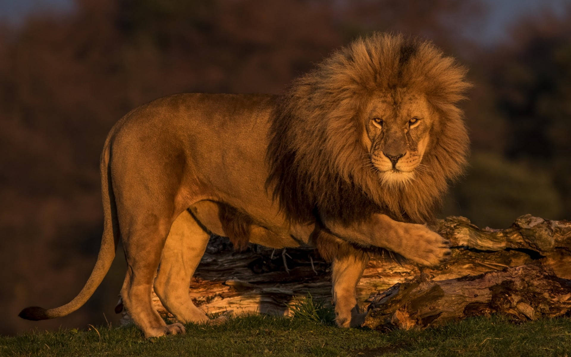 Lion Laptop Wallpaper