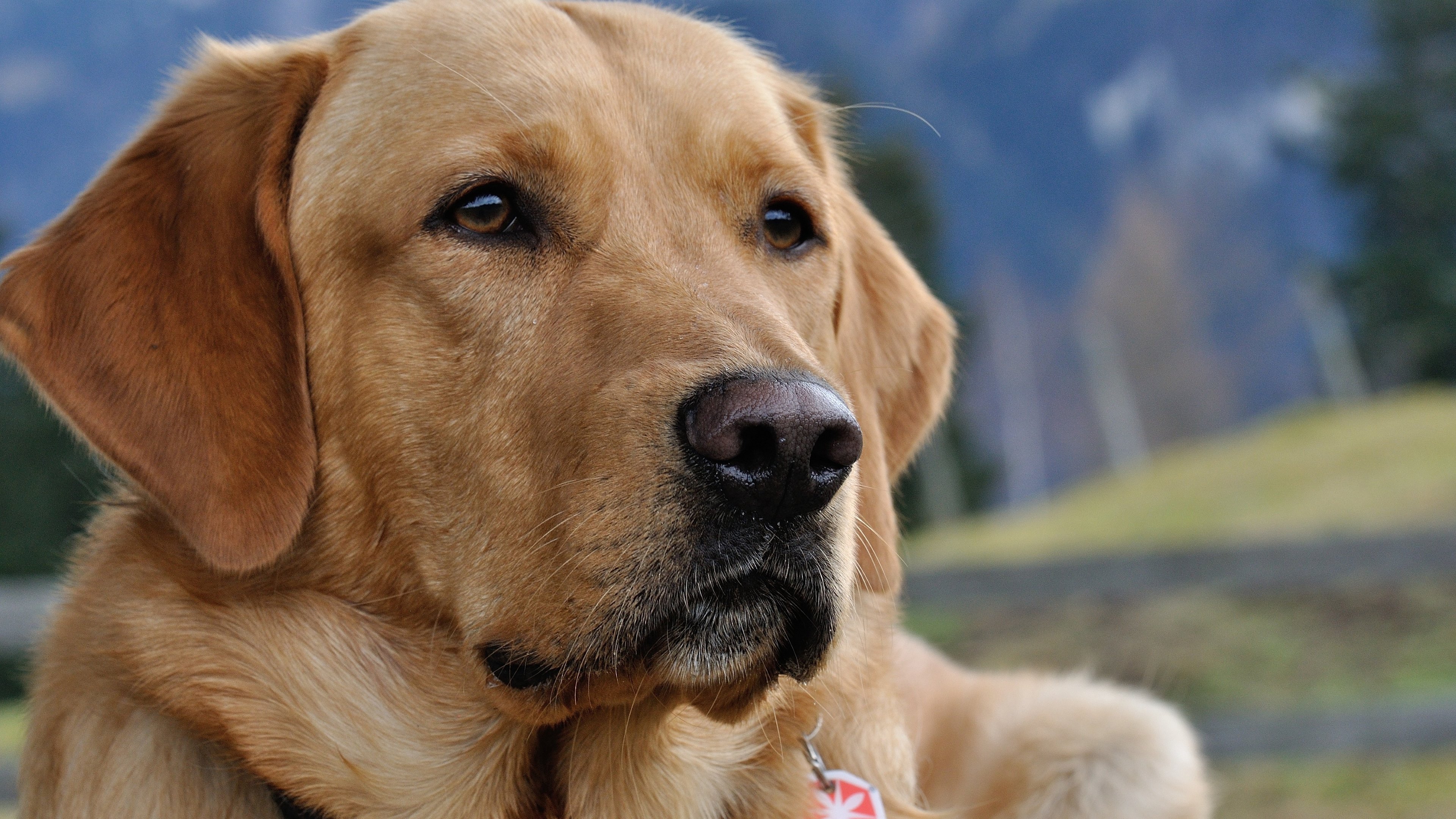 Beautiful Labrador Retriever 4k Ultra HD Wallpaper By Petra Fischer