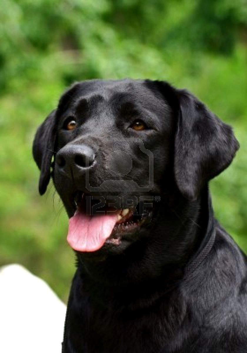 Black Labrador Dog Animals Wallpaper Dogs