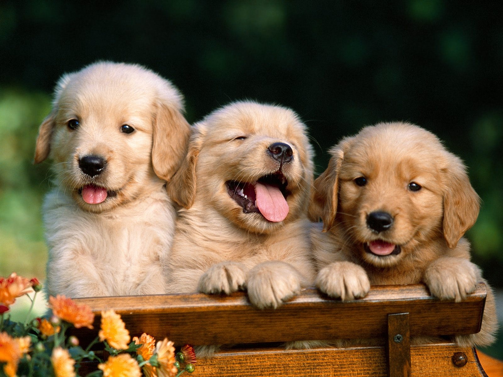 49+] Cute Golden Retriever Puppies Wallpaper - WallpaperSafari
