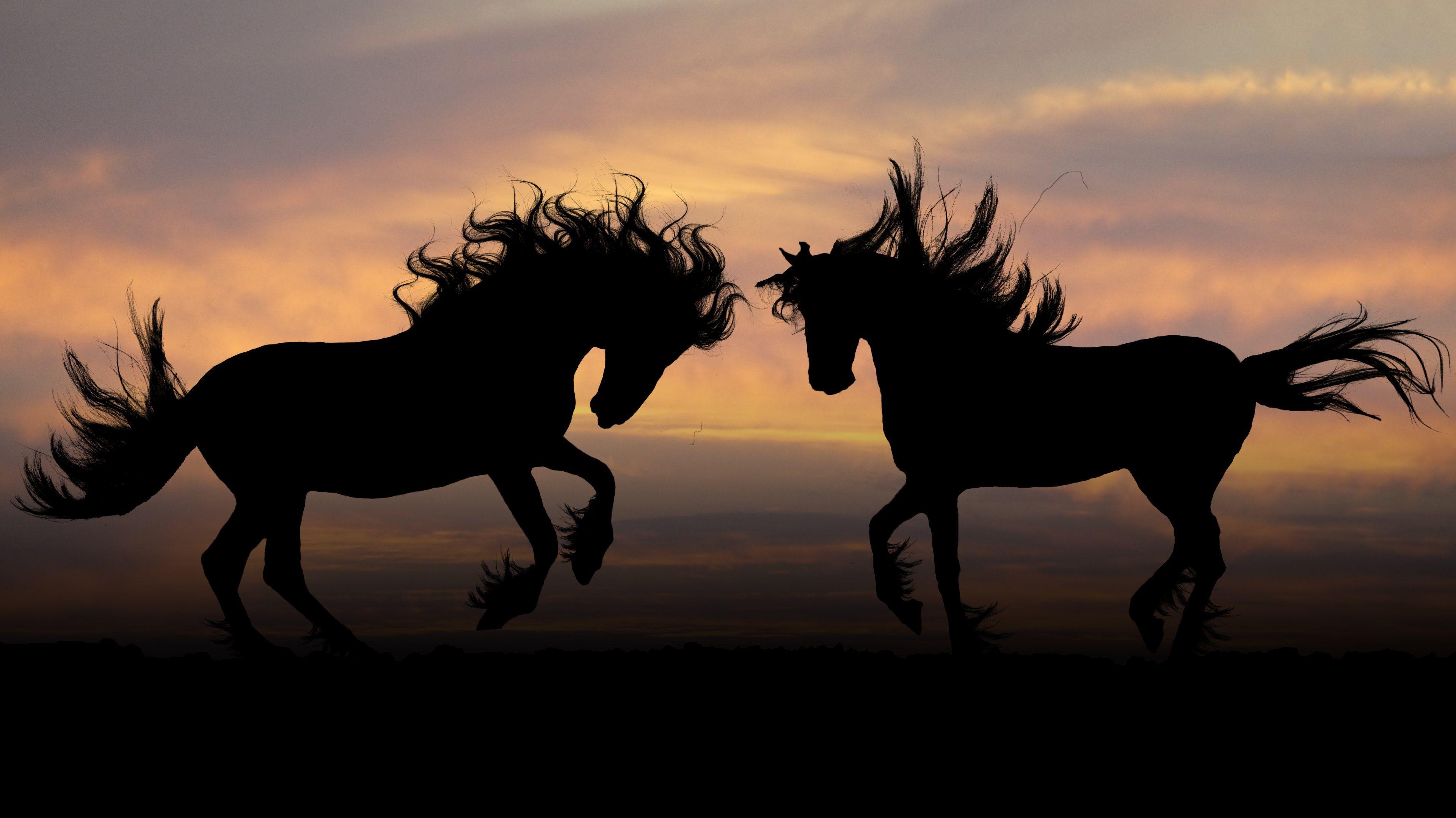 Horse Silhouettes   Animals Birds   FineWallpapersEu Horses
