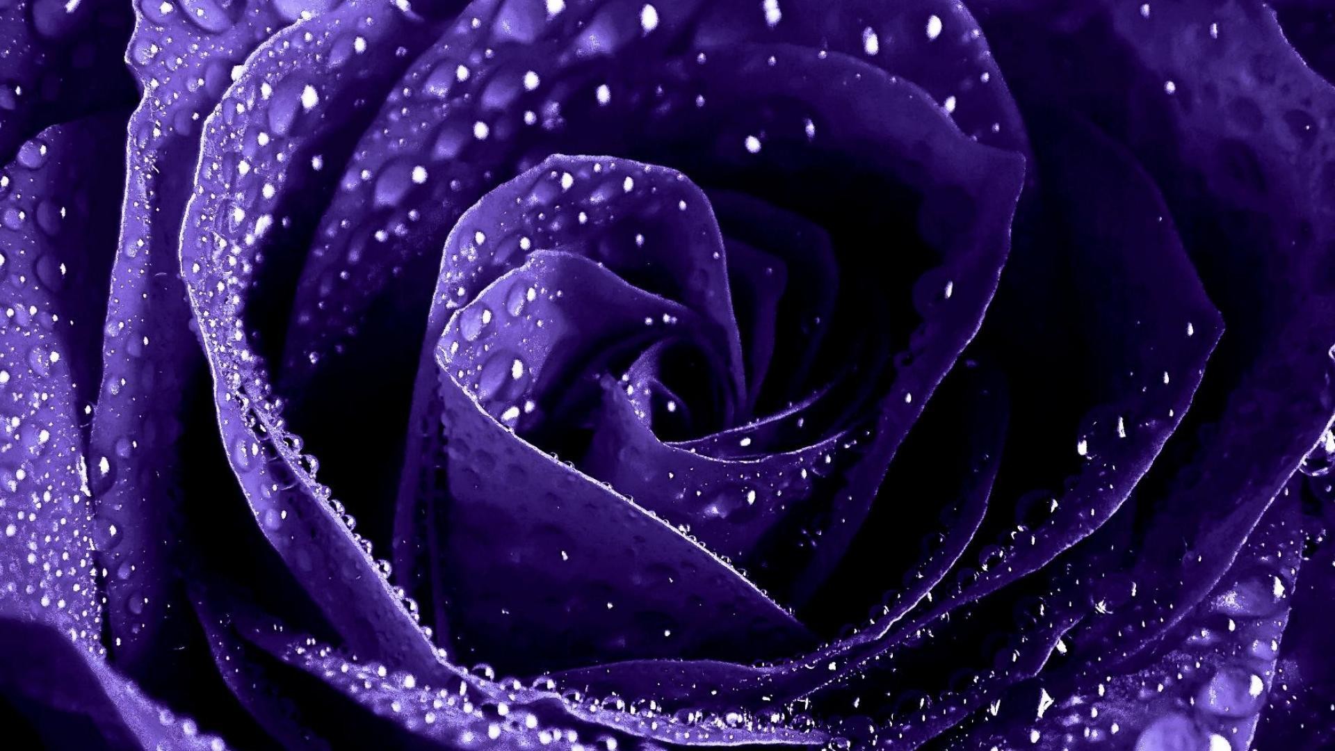 Blue Roses Wallpaper