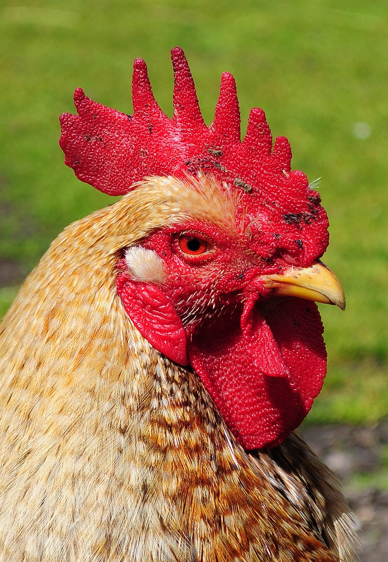 Farm Animals Wallpaper