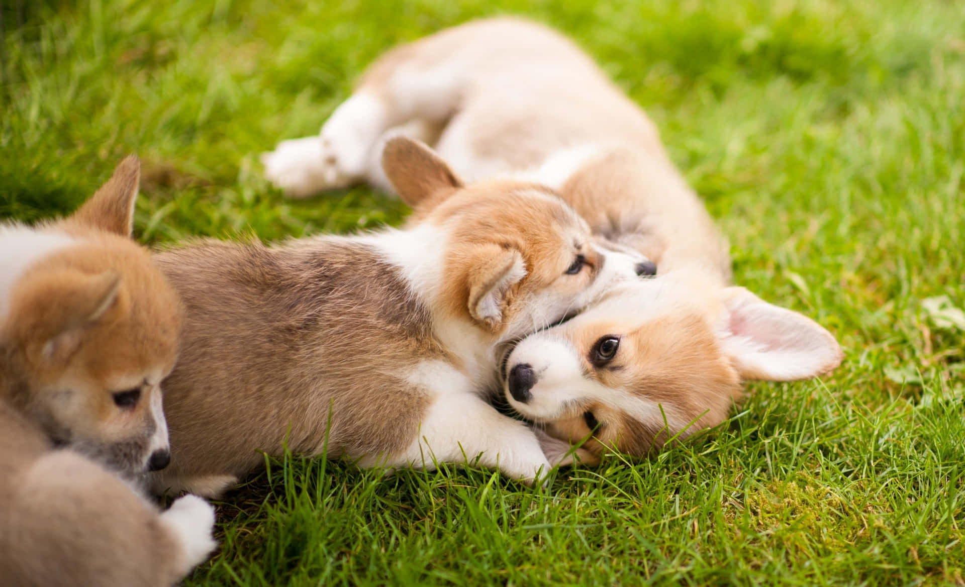 Corgi Background Wallpaper