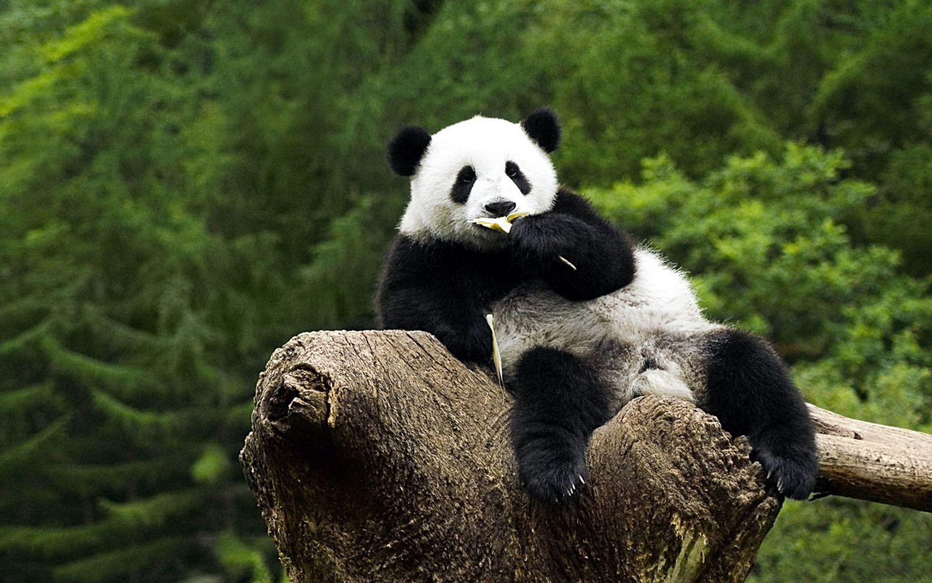 Panda HD Wallpaper