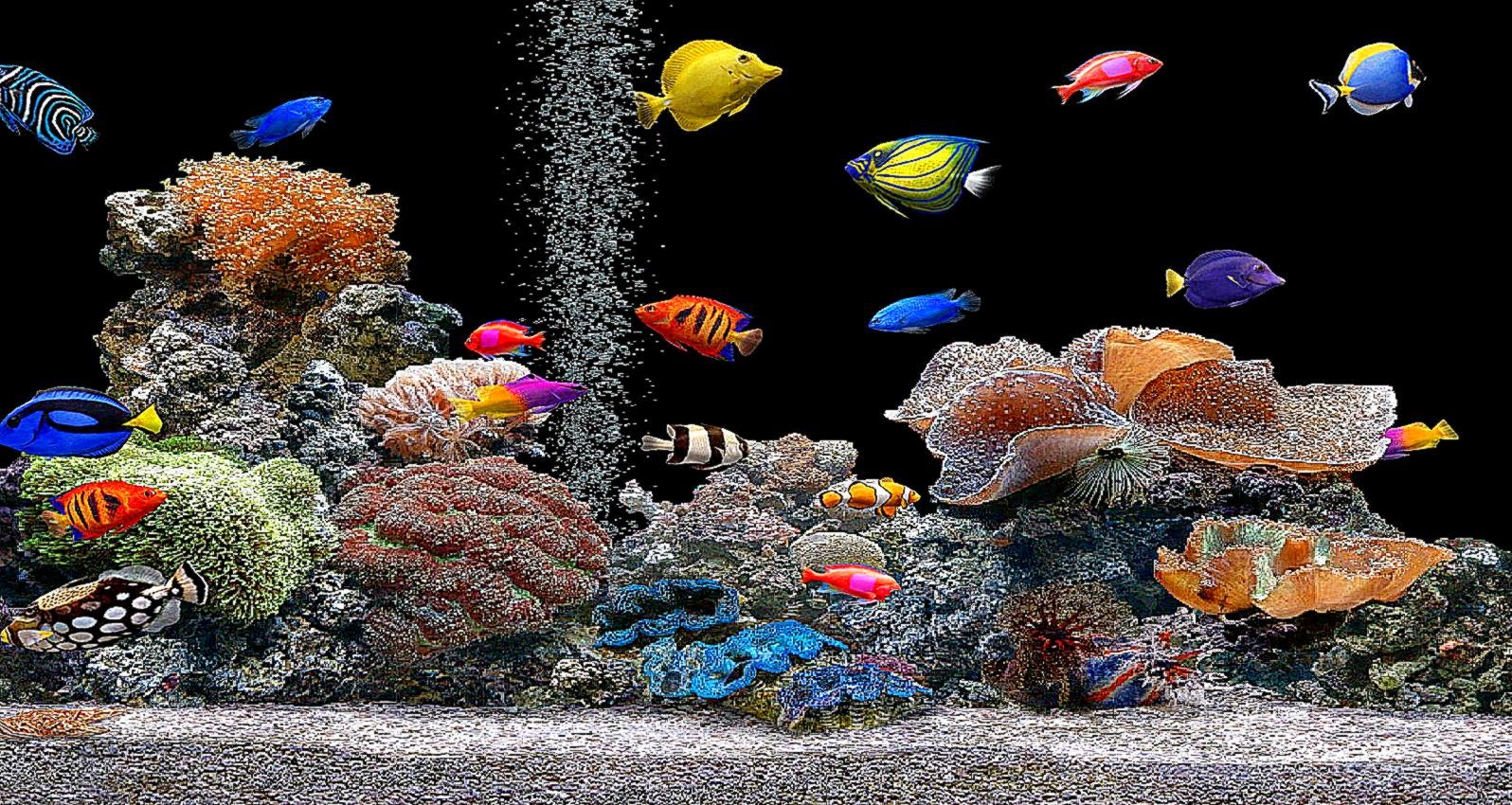  50 Free 3D Fish Tank Wallpaper On WallpaperSafari