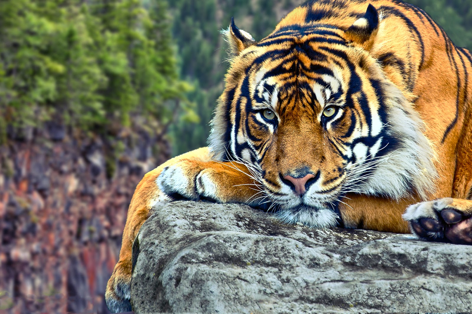 Wildlife Of The World Tiger Desktop Wallpaper Hd