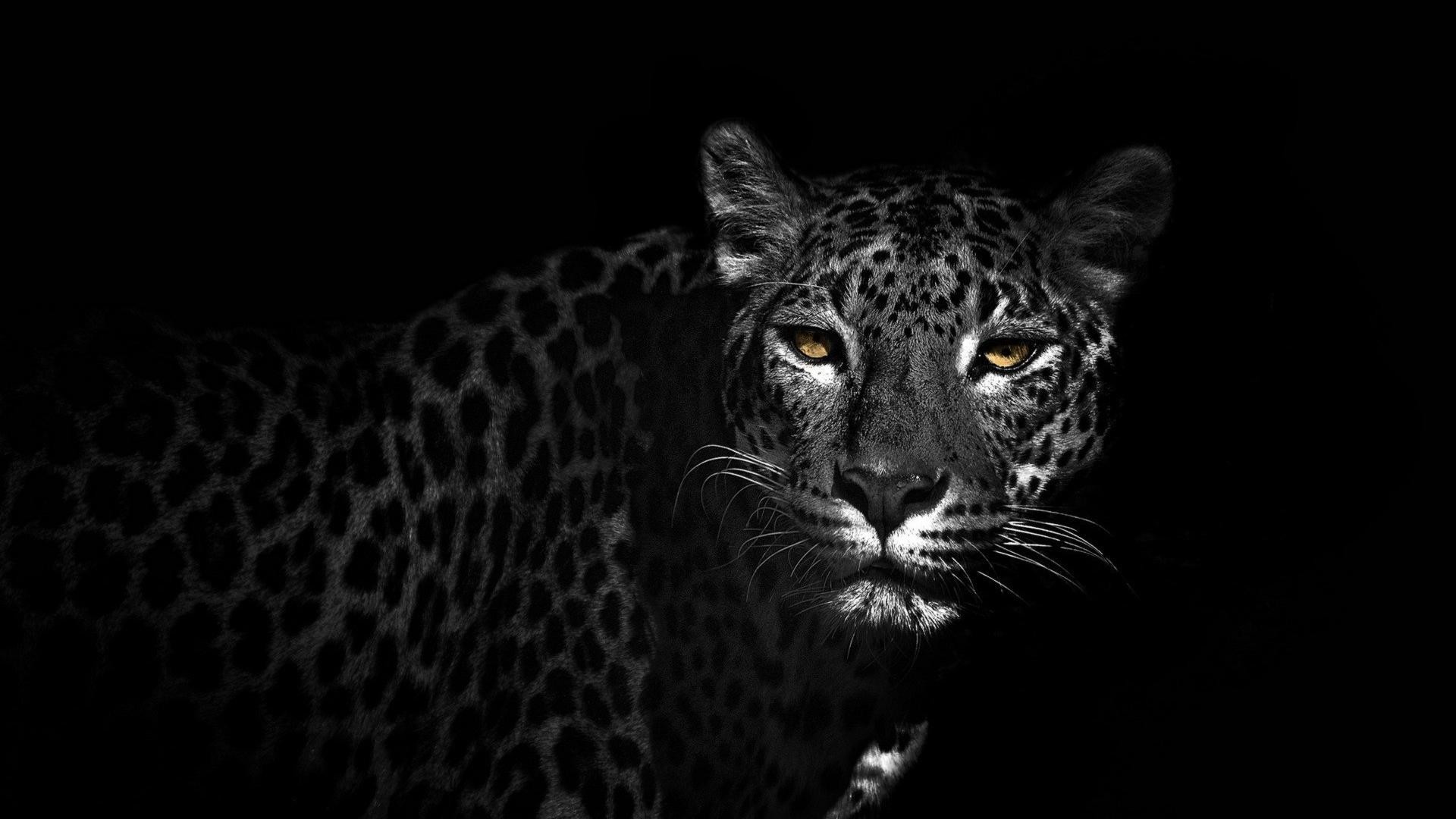 Black Jaguar Wallpaper