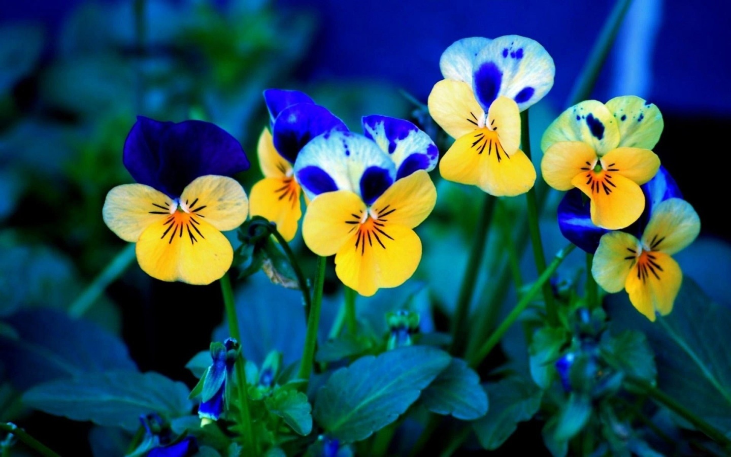 Im Genes Blue Yellow Flower Colors Summer In Night City Park Cool