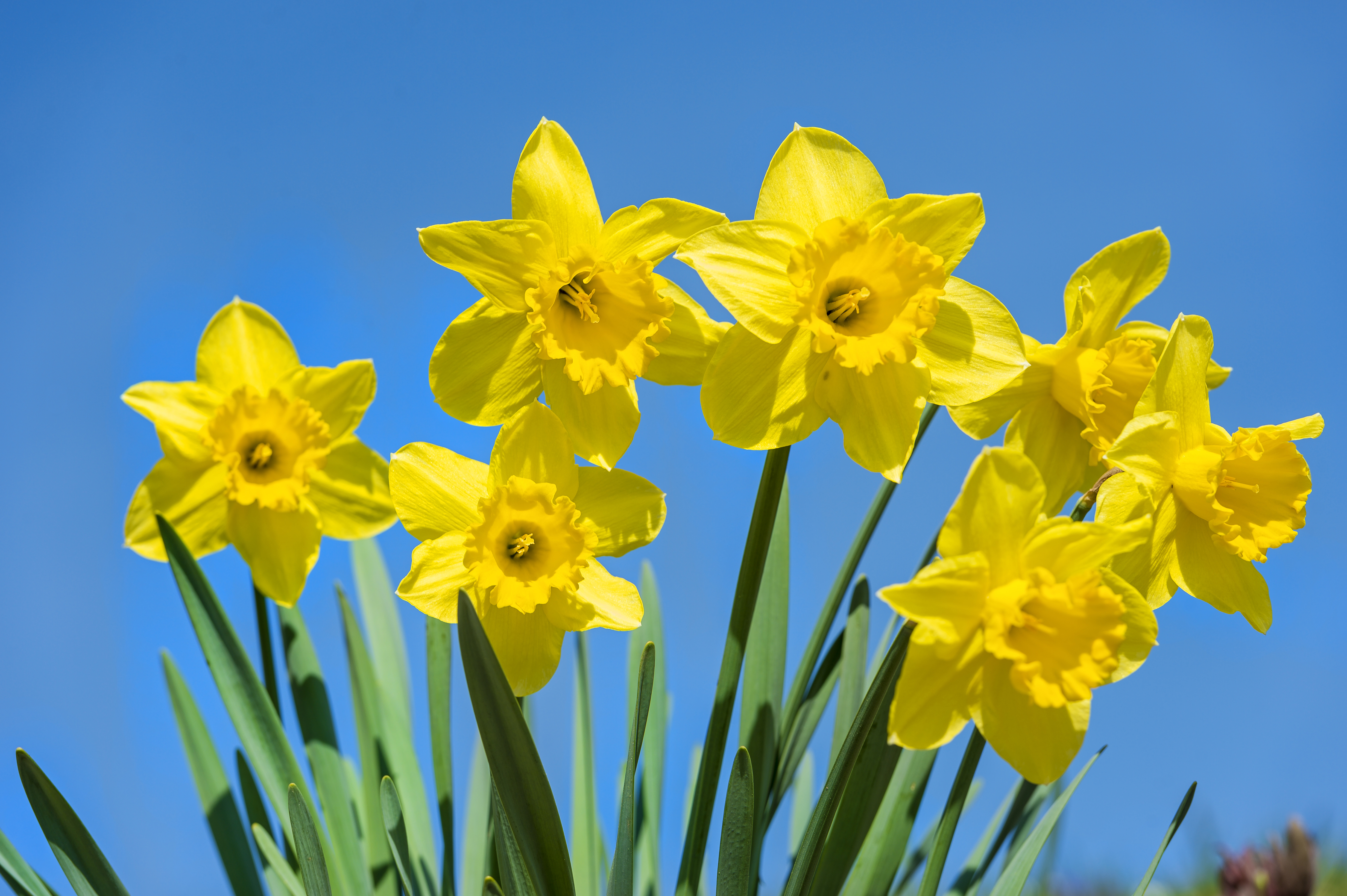 Daffodil Puter Wallpaper Desktop Background