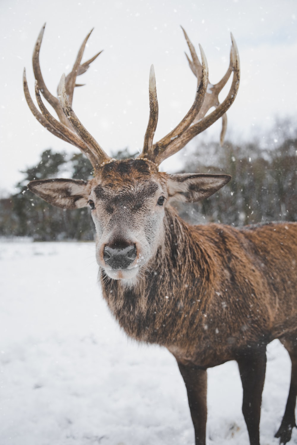 Deer Snow Pictures Download Free Images on