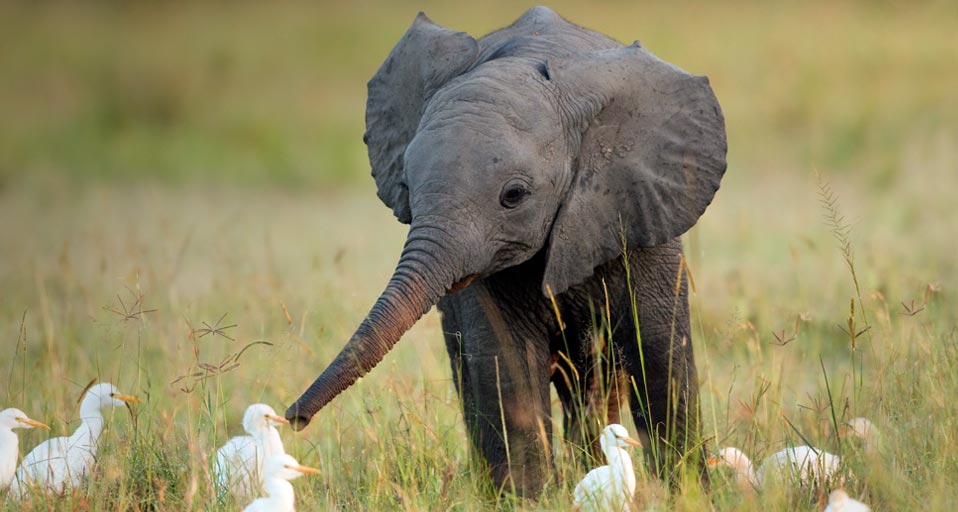 African Elephant Juvenile With Cattle