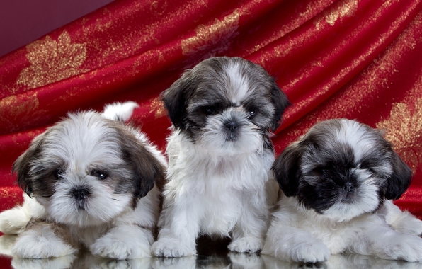 Wallpaper Shih Tzu Puppies Trio Dog