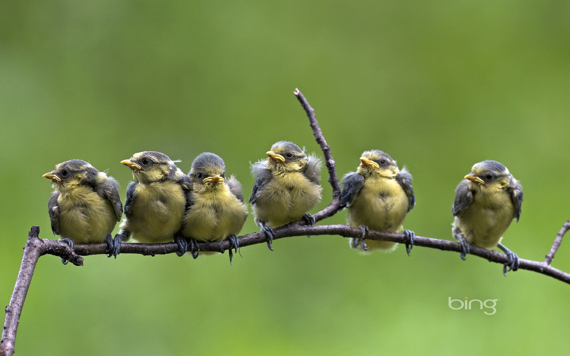 Bing Birds Awesome Free Desktop HD Wallpaper