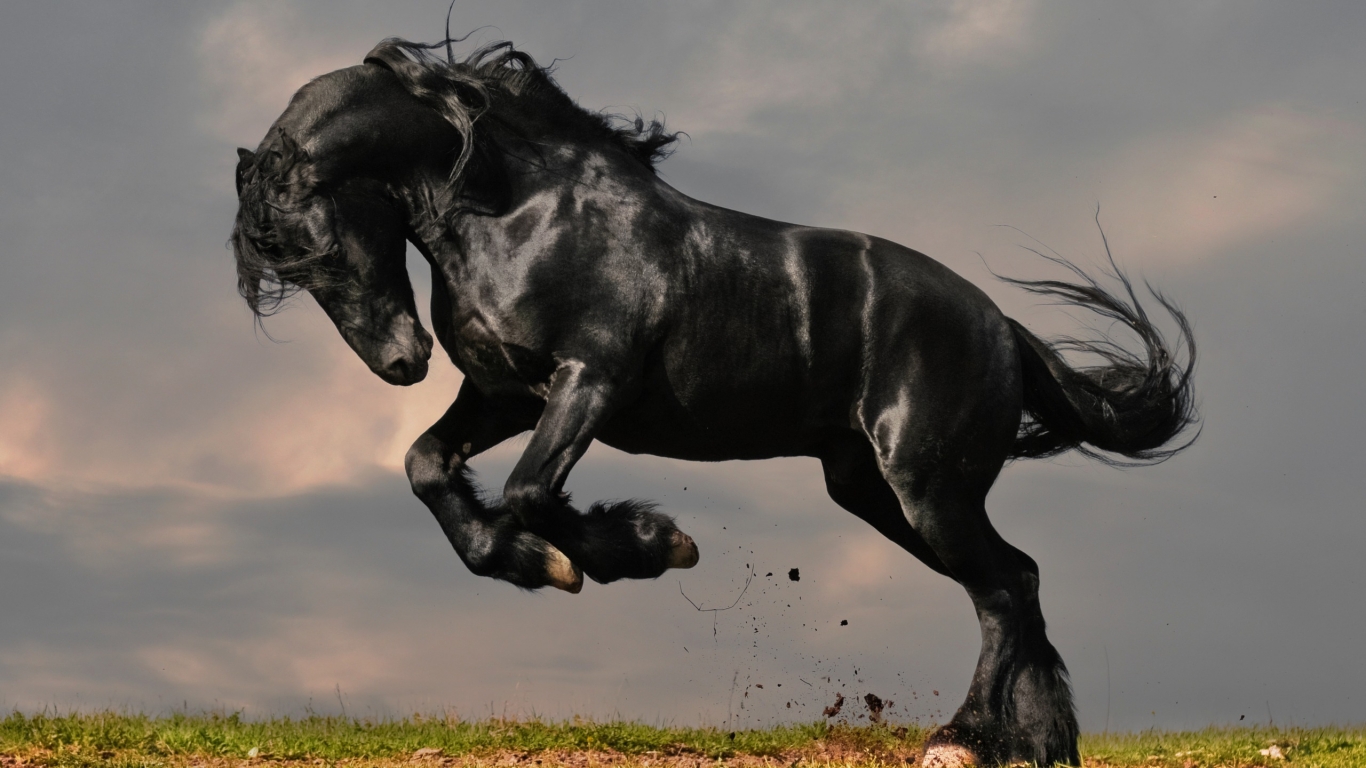 You Can Black Horse Wallpaper HD In Your Puter By Clicking